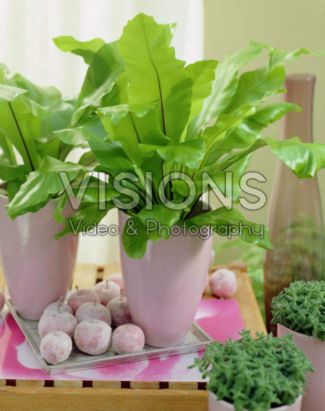 Asplenium australasicum