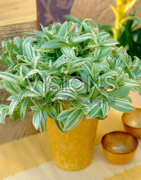 Tradescantia Ivory Hill Tradescantia Ivory Hill