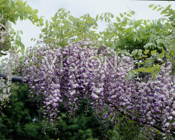 Wisteria floribunda Issai Perfect Wisteria floribunda Issai Perfect