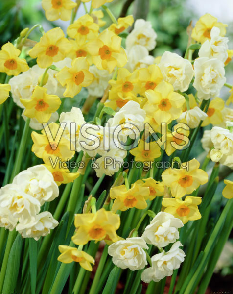 Narcissus Bridal Crown, Martinette Narcissus Bridal Crown, Martinette