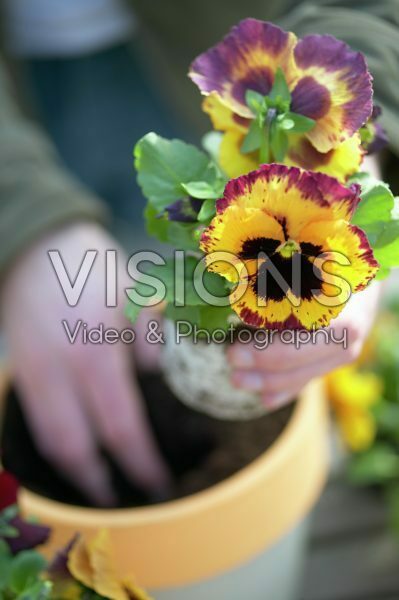 Planting violets