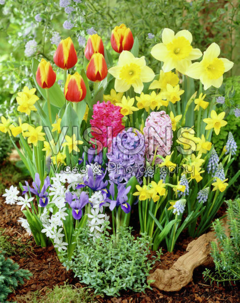 Hyacinthus, Narcissus, Tulipa, Crocus, Muscari 
