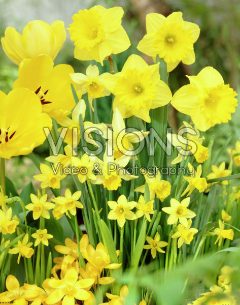 Narcissus Yellow Mixed 