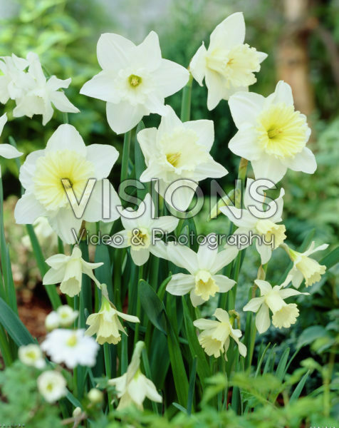 Narcissus White Mixed 