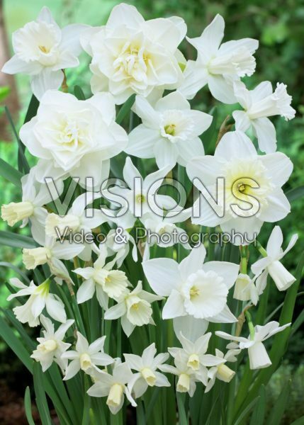 Narcissus White Mixed