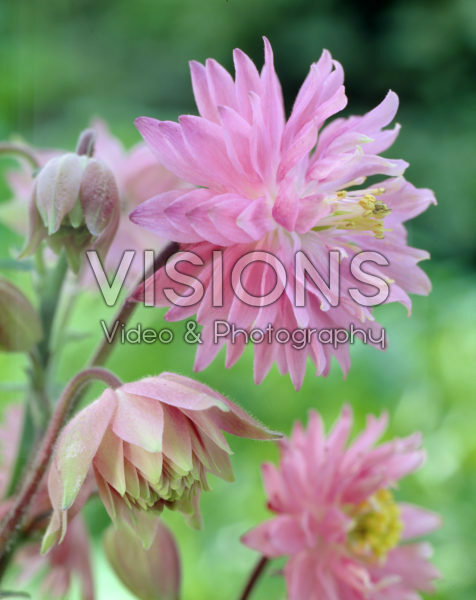 Aquilegia vulgaris Pink Barlow Aquilegia vulgaris Pink Barlow