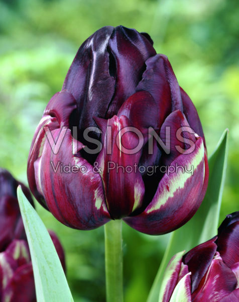 Tulipa Black Hero® Tulipa Black Hero®