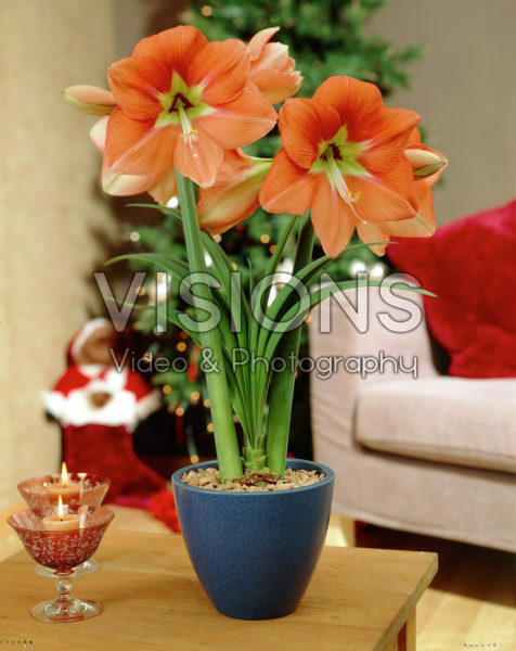 Hippeastrum Solomon ® Hippeastrum Solomon ®