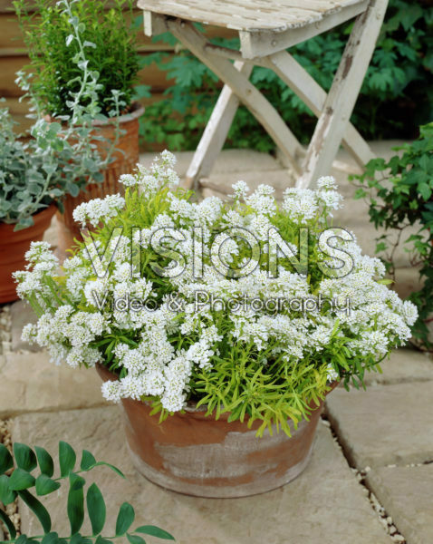 Iberis sempervirens Golden Candy Iberis sempervirens Golden Candy