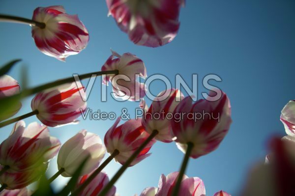 Vertigo Serie: Tulipa Ice Follies
