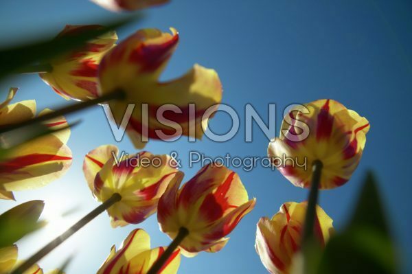 Vertigo serie: Tulipa Linda de Mol