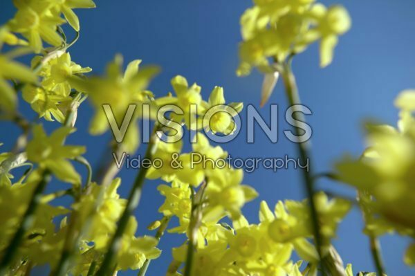 Vertigo serie: Narcissus Hawera