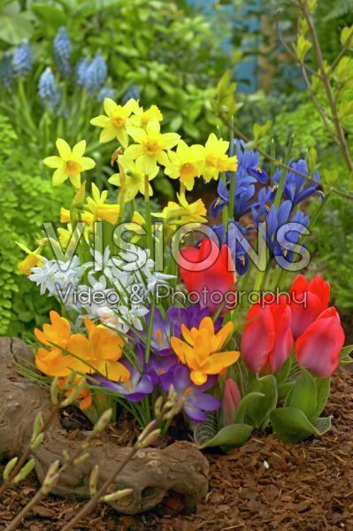 Tulipa Perlina, Narcissus Tete a Tete, Crocus, Iris reticulata Harmony, Scilla mitschenkoana Tulipa Perlina, Narcissus Tete a Tete, Crocus, Iris reticulata Harmony, Scilla mitschenkoana