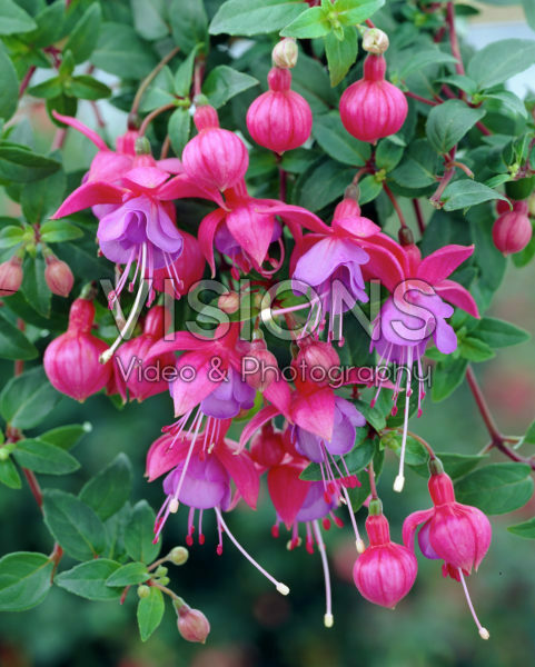 Fuchsia Ringwood Market Fuchsia Ringwood Market