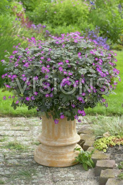 Geranium Tanya Rendall Geranium Tanya Rendall