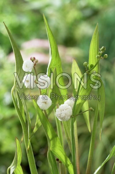 Sagittaria sagittifolia Flore Pleno Sagittaria sagittifolia Flore Pleno