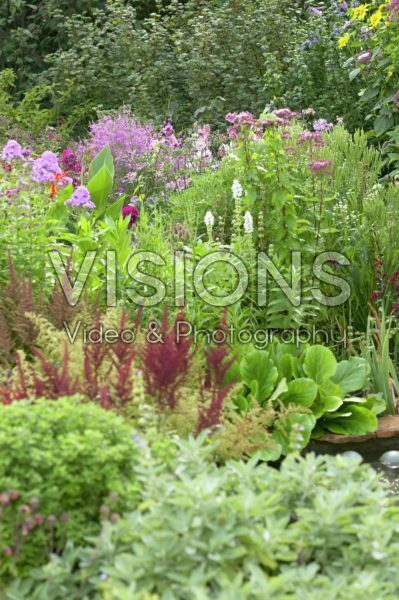 Astilbe, Bergenia , Liatris spicata Alba, Eupatorium, Phlox Astilbe, Bergenia , Liatris spicata Alba, Eupatorium, Phlox