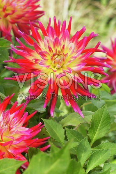 Dahlia Bora Bora Dahlia Bora Bora