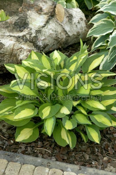 Hosta Gypsy Rose 