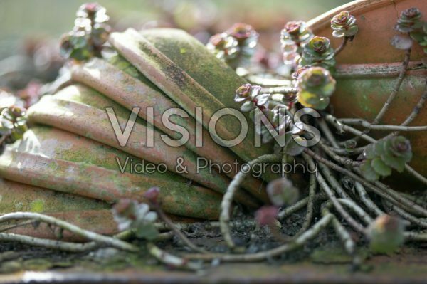 Sedum between terracotta pots