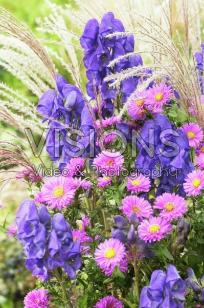 Aster ericoides, Aconitum blue, Miscanthus mixed