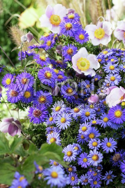 Aster ericoides, Anemone japonica mixed