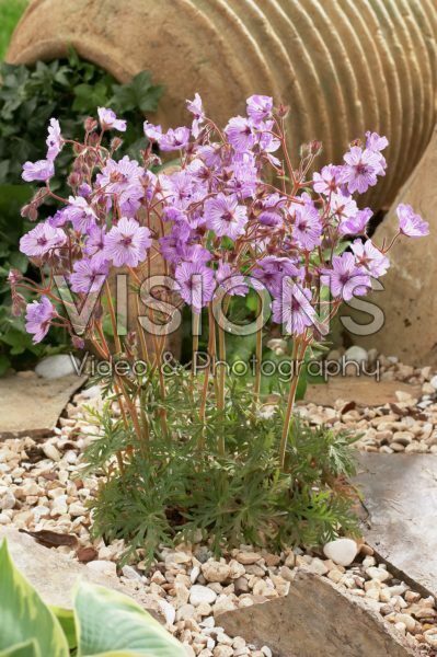 Geranium macrostylum Leonidas Geranium macrostylum Leonidas
