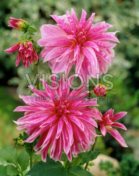 Dahlia Pink Giraffe Dahlia Pink Giraffe