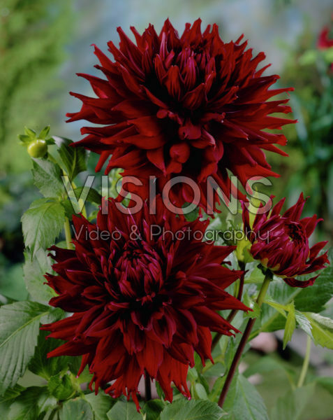 Dahlia Kenora Macop-B Dahlia Kenora Macop-B