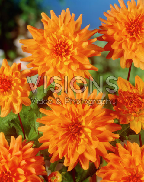 Dahlia Vrouwe Jacoba Dahlia Vrouwe Jacoba