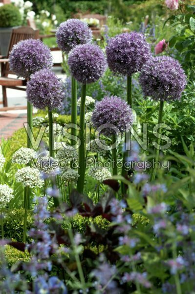 Allium Round 'n Purple