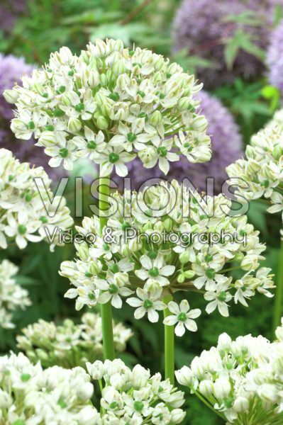 Allium nigrum