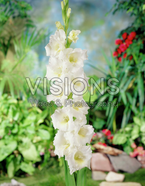 Gladiolus White Friendship