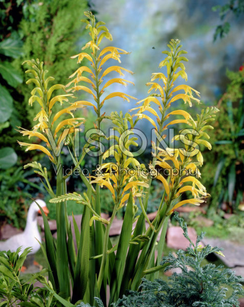 Chasmanthe floribunda duckittii Chasmanthe floribunda duckittii
