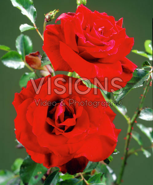 Rosa Graaf Lennart Rosa Graaf Lennart