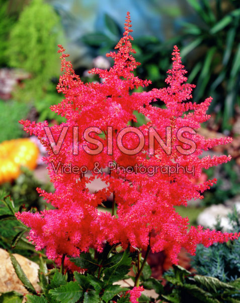 Astilbe Anita Pfeifer Astilbe Anita Pfeifer