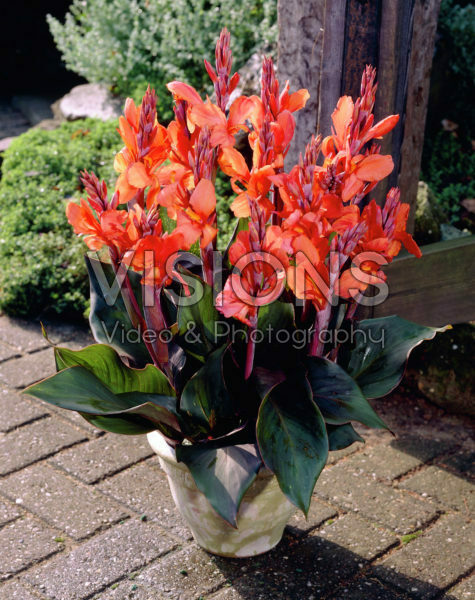 Canna Ingeborg Canna Ingeborg