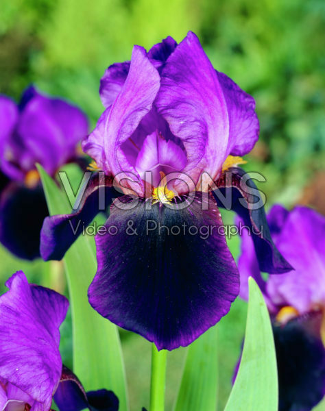 Iris germanica Nightfall Iris germanica Nightfall