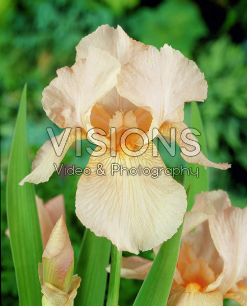 Iris germanica Edward of Windsor Iris germanica Edward of Windsor