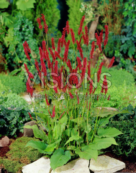 Persicaria amplexicaulis Speciosa Persicaria amplexicaulis Speciosa