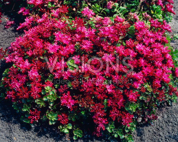Sedum spurium Schorbuser Blut Sedum spurium Schorbuser Blut
