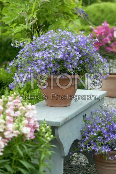 Campanula addenda Blue Star Campanula addenda Blue Star