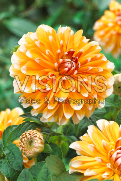 Dahlia Bahama Apricot Dahlia Bahama Apricot