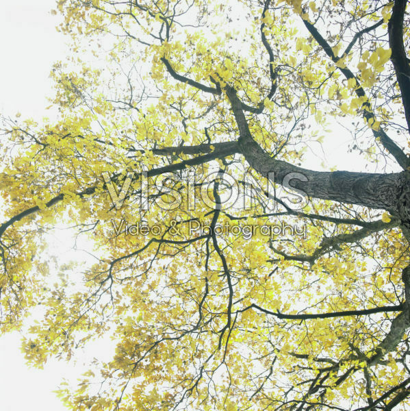 Vertigo serie: Autumn tree