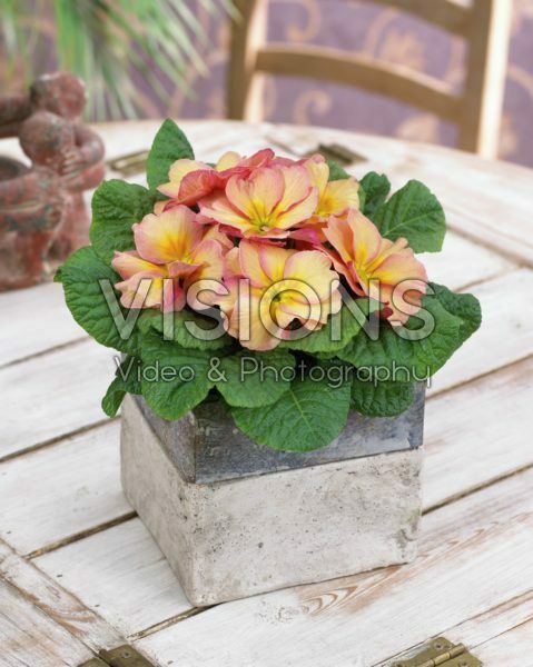 Primula acaulis Hethor Champagne Primula acaulis Hethor Champagne