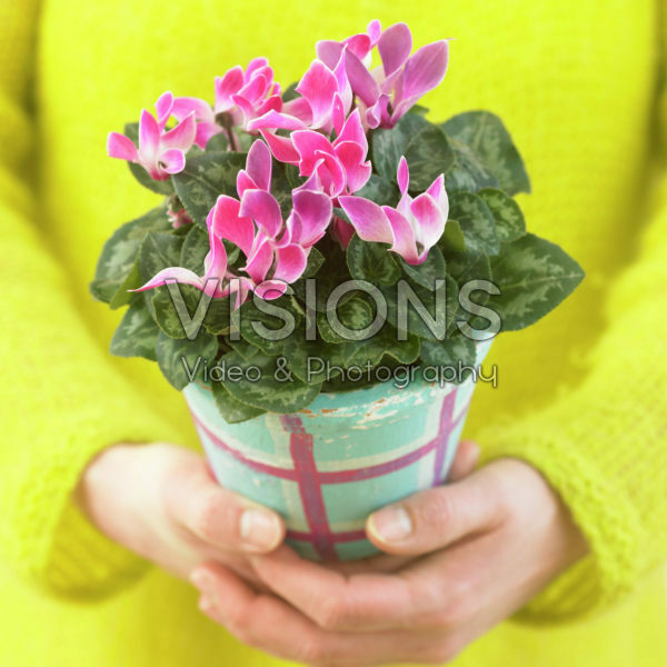 Child holding pot with cyclamens