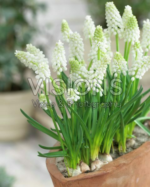 Muscari aucheri White Magic®