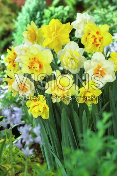 Narcissus double mixed Narcissus double mixed
