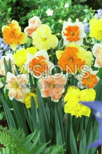 Narcissus split corona mixed