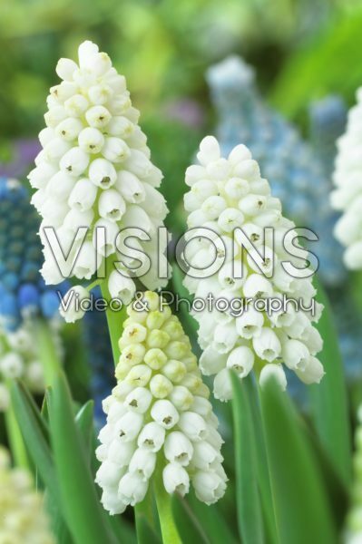 Muscari aucheri White Magic® Muscari aucheri White Magic®